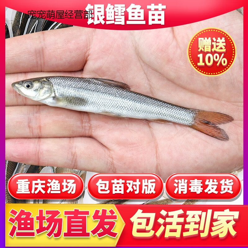 银鳕鱼活苗淡水养殖食用大鳞鲃鱼活苗鳕鱼活苗活鱼活苗养殖观赏银 银