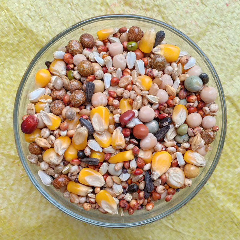 赛飞a级 高能量玉米鸽子饲料 营养赛鸽专用信鸽粮 鸽子用品 鸽粮鸽料