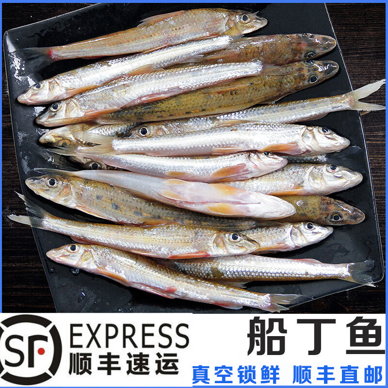 够印淡水湖船钉鱼棍子鱼新鲜船钉子白杨鱼打船内眼睛沙锥 2斤