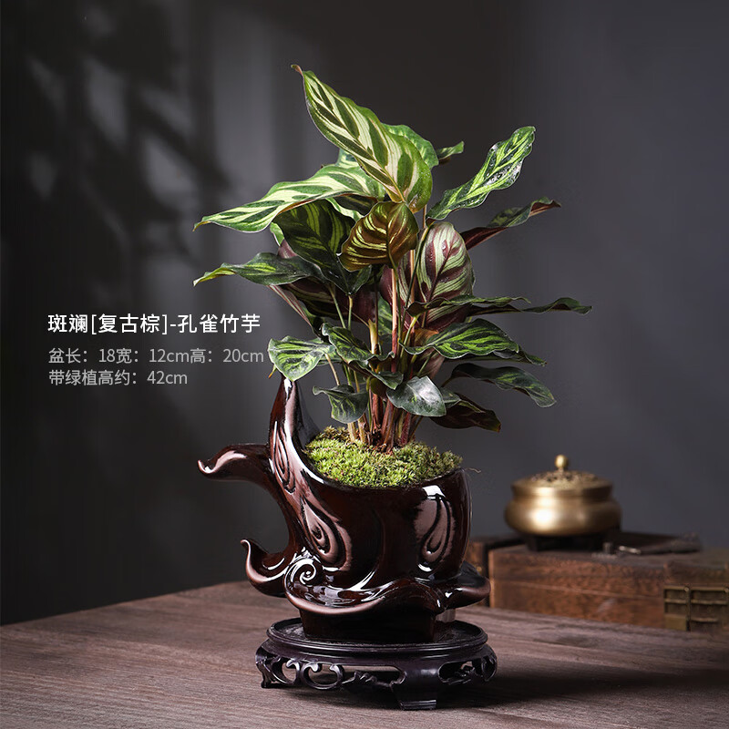 室内好养植物净化空气四季长青客厅桌面绿植 斑斓(复古棕)-孔雀竹芋