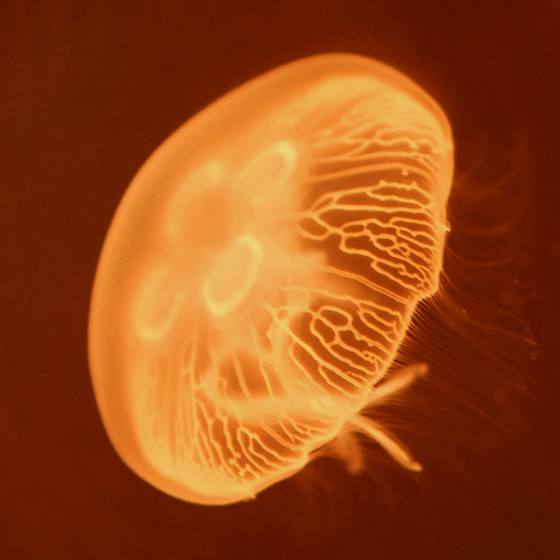 月光水母海月水母活体观赏宠物活水母梦幻神奇彩色透明减压情调海水