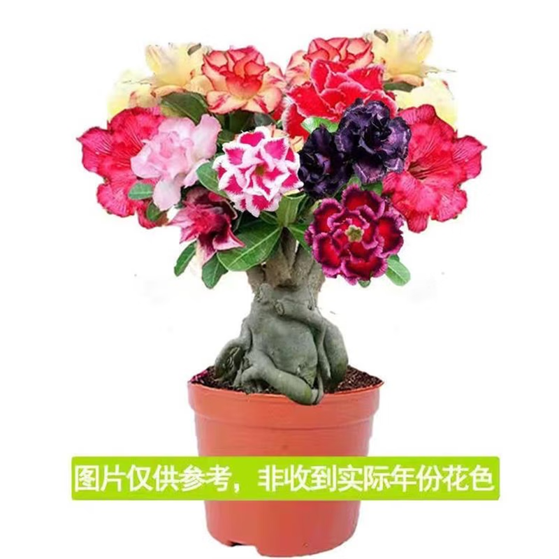 沙漠玫瑰重瓣花基地直销老桩室内阳台四季开花植物嫁接盆栽花卉 八色