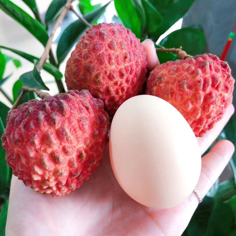 荔枝王 海南永兴火山岩大超大果当季新鲜一整箱水果现摘现发 整箱4.