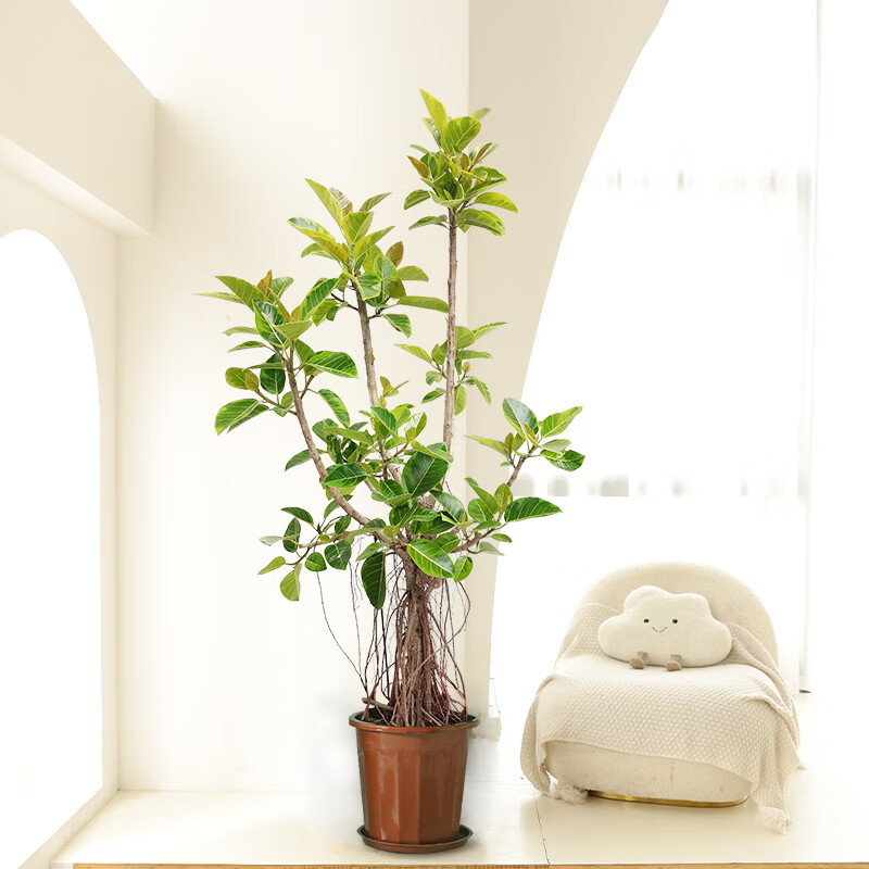 老桩黄金榕大型绿植室内客厅办公室高级感植物活体真树净化空气 高150-170cm含胶盆