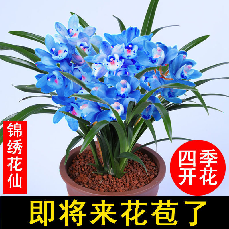 兰花蓝宝石浓香型建兰奇花春兰蕙兰绿植墨兰盆栽春剑花期超长 财富宝