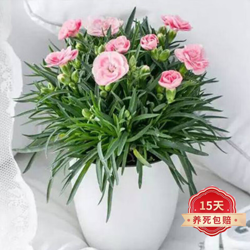 康乃馨颜色随机发货 花边色颜色随机 粉色康乃馨 含盆