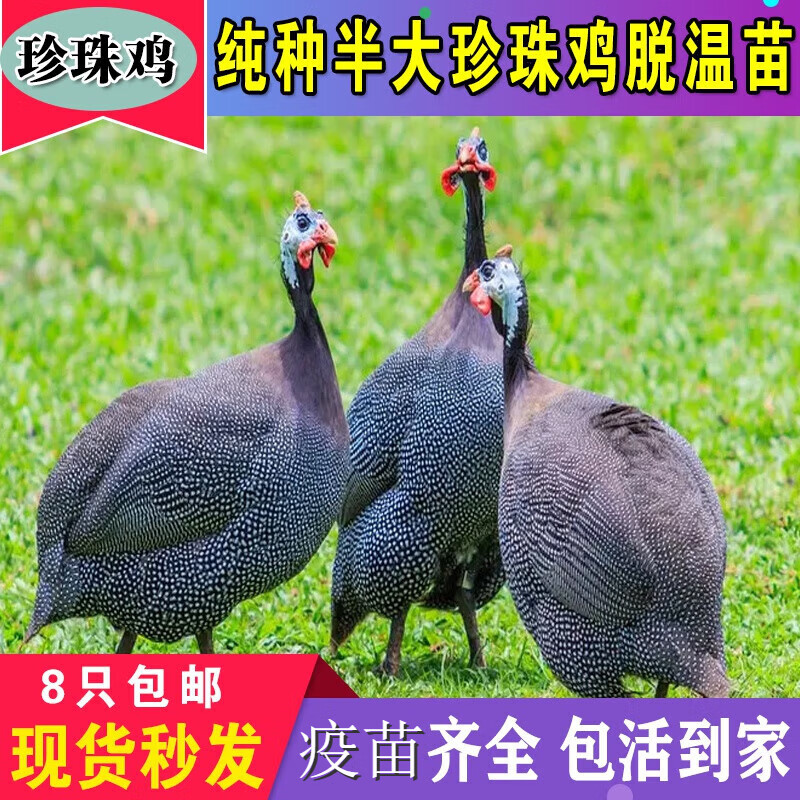 纯种珍珠鸡苗活鸡包活到家小鸡苗活体鸡苗批发 珍珠鸡1只(8只起发