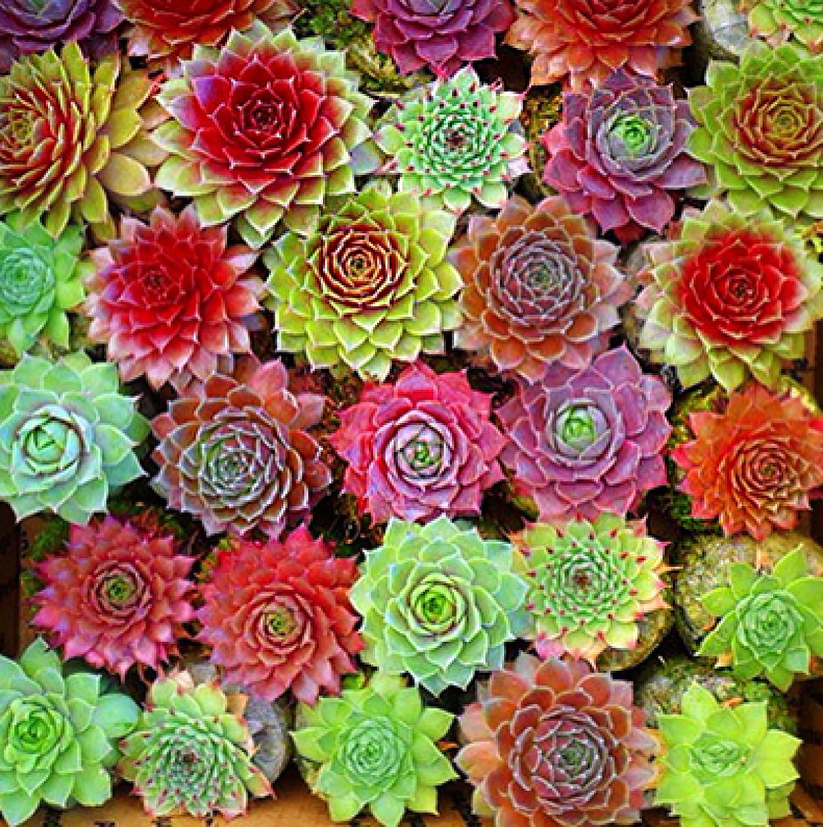 七抒夏季多肉植物彩色长生草组合盆栽办公室内好养花卉阳台 4-5株冠幅