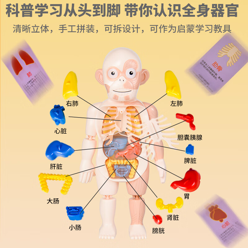 科教儿童人体结构模型器官内脏躯干可拆卸拼装幼宝宝启蒙孩子玩具医疗