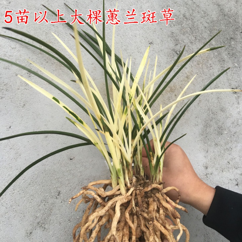 春兰 蕙兰虎斑艺草 兰花苗 叶艺线艺 斑草 室内盆栽绿植花卉 虎斑蕙兰