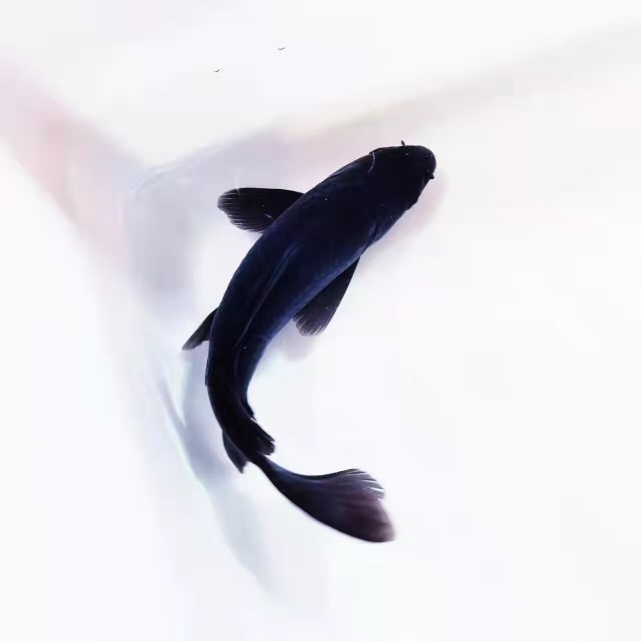 中国红冷水淡水观赏鱼锦鲤鱼活鱼金鱼小型好养红鲤鱼纯种小锦鲤 10-12cm长黑白黄红各一条