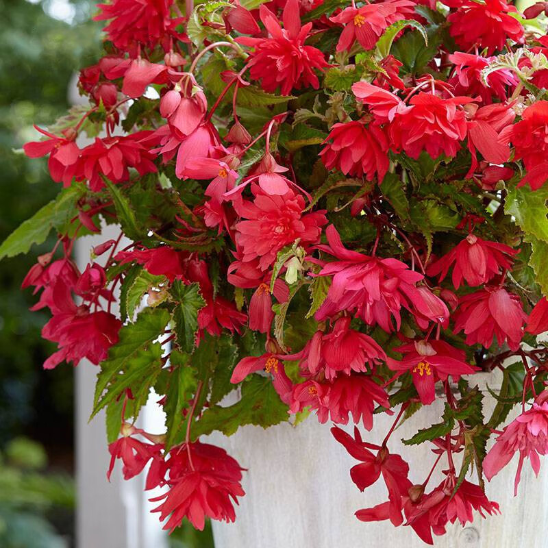 左家花园进口夫妻海棠种球垂吊系列球根海棠 花庭院阳台多年生球根