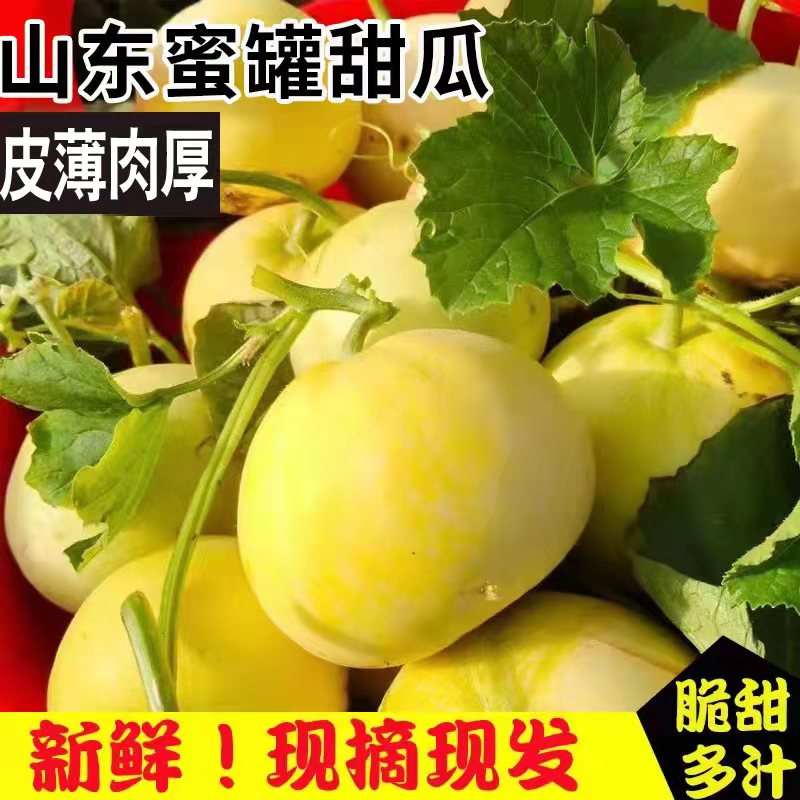 【2022头茬小甜瓜-更脆甜】山东蜜罐甜瓜 小蜜蜂甜瓜 脆甜多汁新鲜