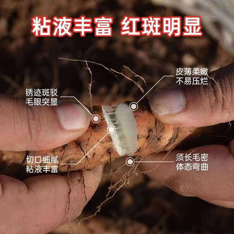 [现挖现卖]正宗温县垆土铁棍山药怀山药新鲜出土营养特产年货礼盒 果王礼盒净重6.5斤 65cm 土黄色