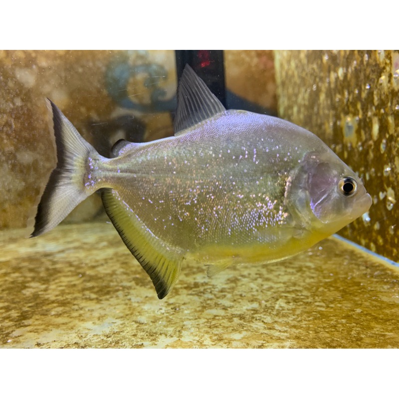 秘鲁黑食秘鲁钻黑秘鲁普黑猛鱼活体黄钻辛古胭脂艾伦古介 群养亚马逊