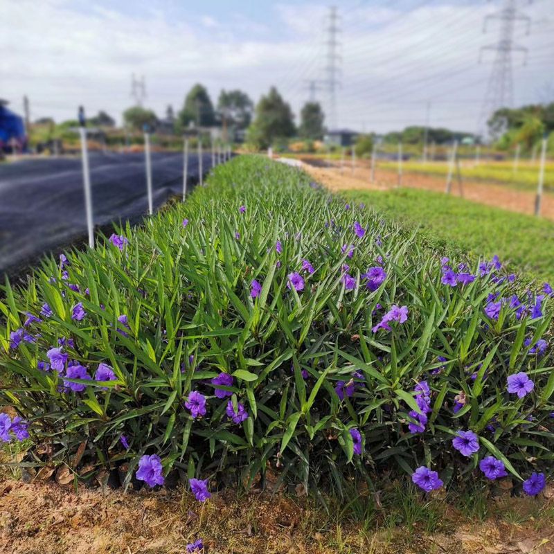 阳台庭院开花植物兰花草多年生宿根花卉耐热花期长好养 紫花芦莉3颗