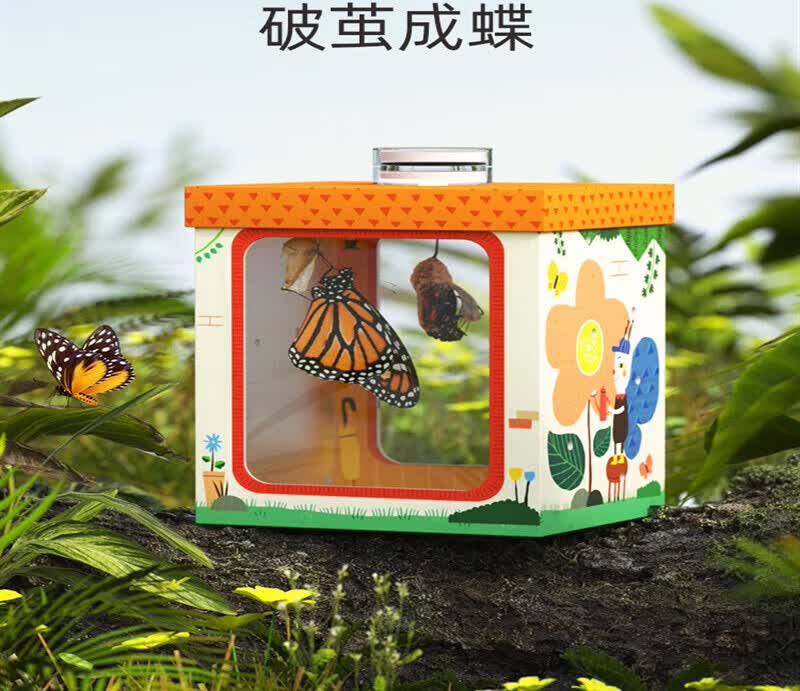 兔活体蝴蝶蛹孵化饲养儿童学生科普观察破蛹茧成蝶礼物宠物 单独两个蝴蝶蛹 随机品种属于什么档次？