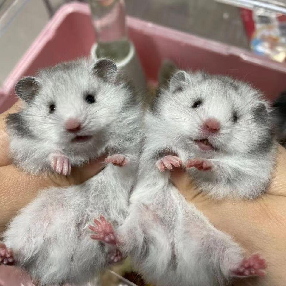 颂呵梵长毛纯银金丝熊活物蜜色杂银米熊鸽灰长毛鼠西施熊珍珠熊金丝