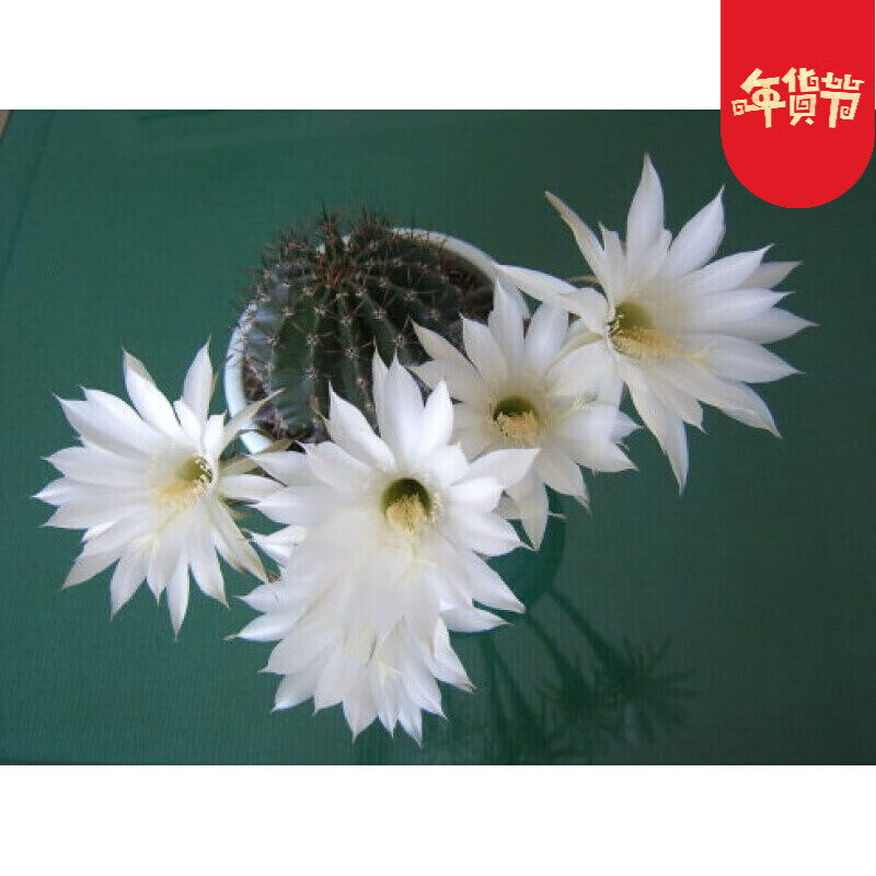 仙人球开花的仙人球室内盆栽多肉植物仙人掌 白草球5-7cm 裸根不带土