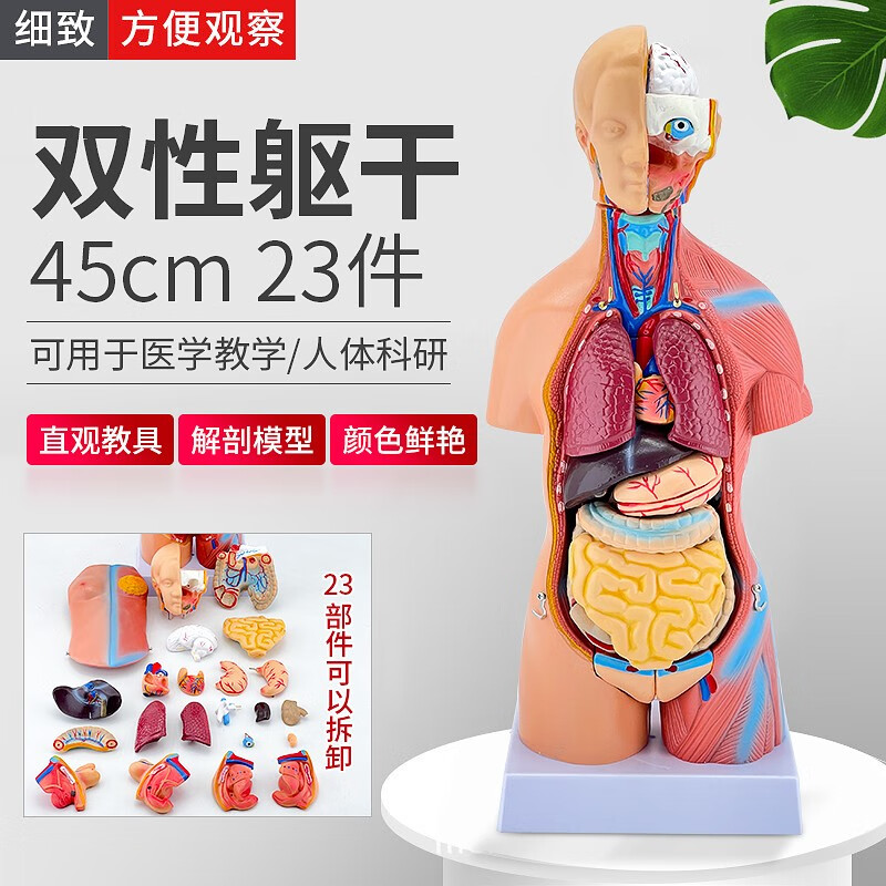 人体结构模型医学仿真内脏解剖器官3d可拆卸拼装躯干儿童科教玩具 85