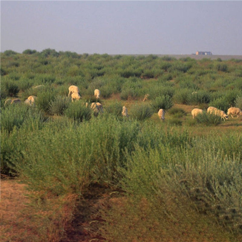 独步寻花 沙蒿种子防沙固沙牧草籽固土护坡荒漠植被牧草种子