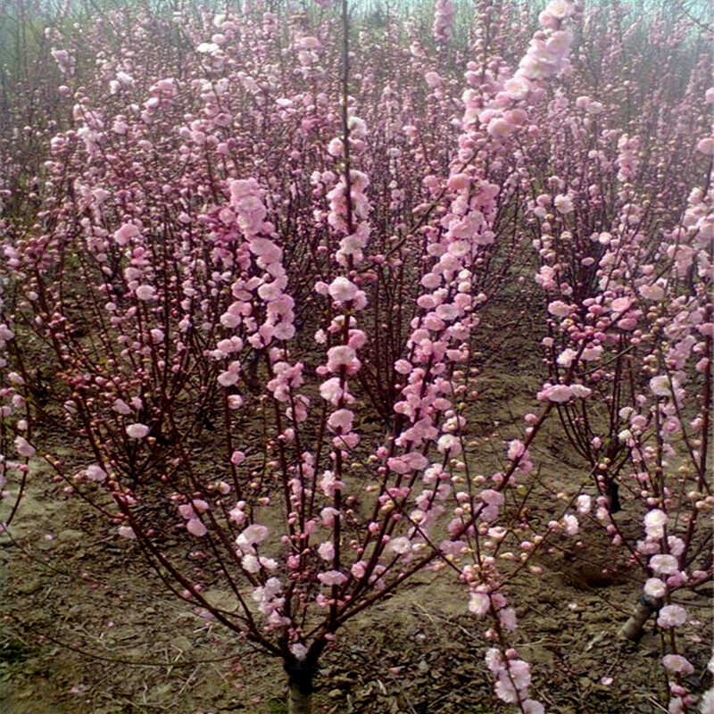 滨淇榆叶梅绿化苗木独杆榆叶梅小苗行道树规格齐全/榆叶梅直径4公分
