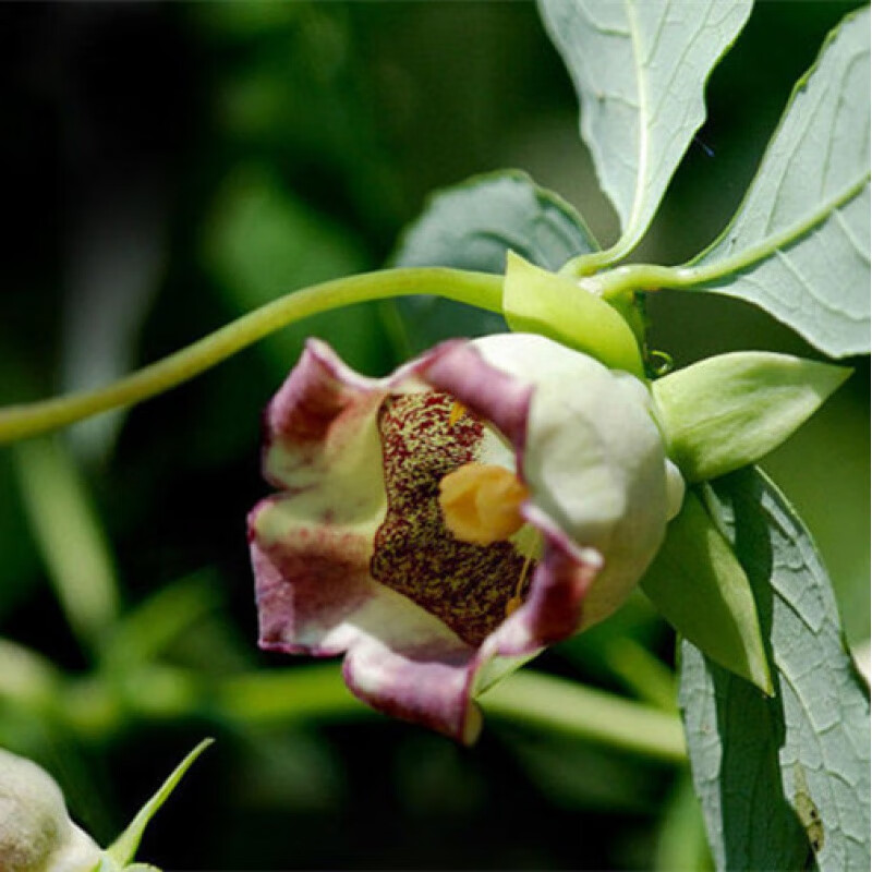 细辛东北山胡萝卜种子种苗中草药四叶参种籽南北方种植新鲜奶参盆栽