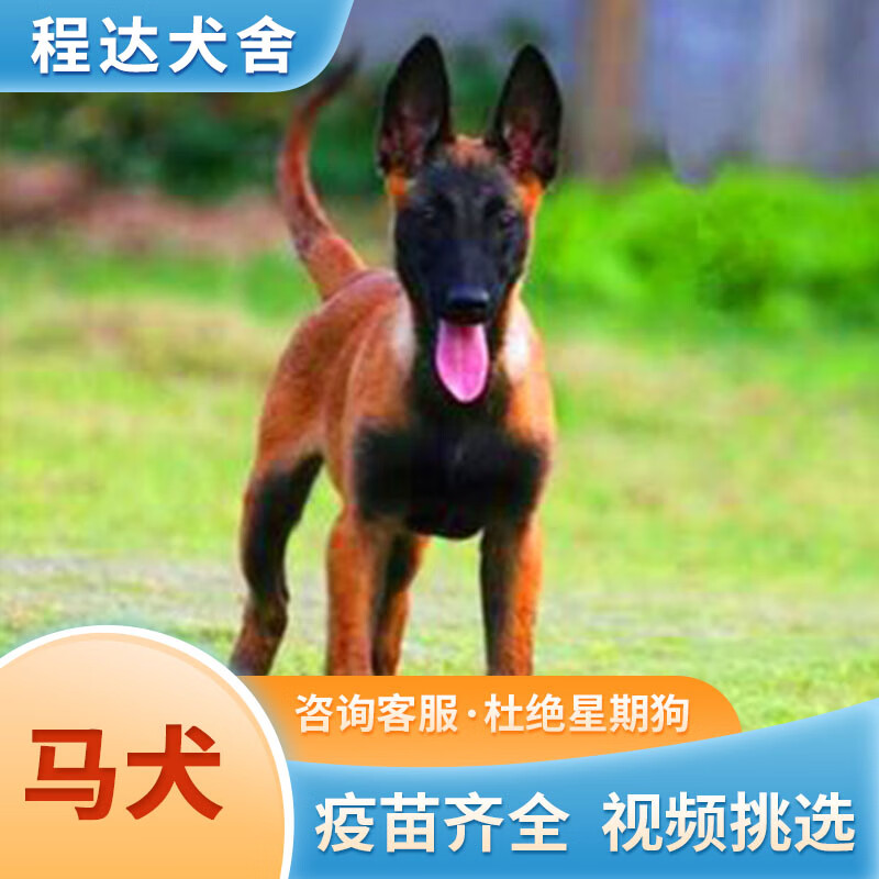 马犬活体 幼犬 幼崽狗狗活体 纯种 联系客服视频挑选 宠物级 公马犬1