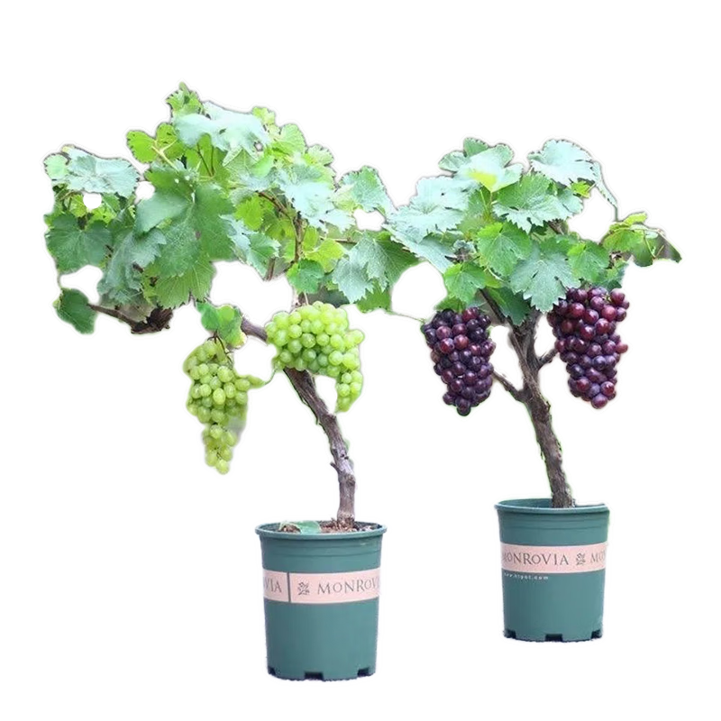 滨淇葡萄树苗巨峰葡萄果树苗盆地栽南北方种植巨峰2厘米粗1棵源头直发