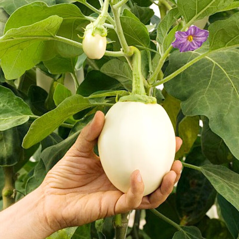 凤鸣雅世 四季蔬菜种子都市菜园速生阳台农家庭院盆栽油菜菠菜芹菜香菜籽 鸡蛋茄籽白蛋茄种子2克