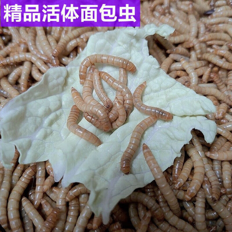 通威面包虫活体黄粉虫活虫仓鼠乌龟画眉鸟食龙鱼蜥蜴守宫石蛙饲料钓鱼