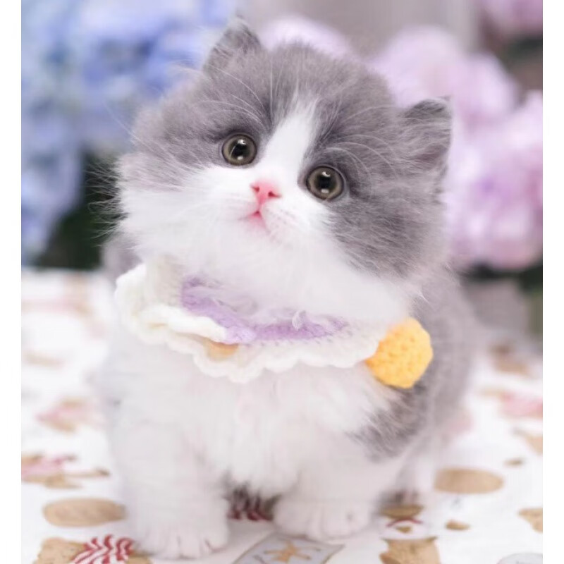 麦基乐纯白拿破仑蓝白矮脚猫宠物小短腿猫纯种乳白曼基康幼猫纯种