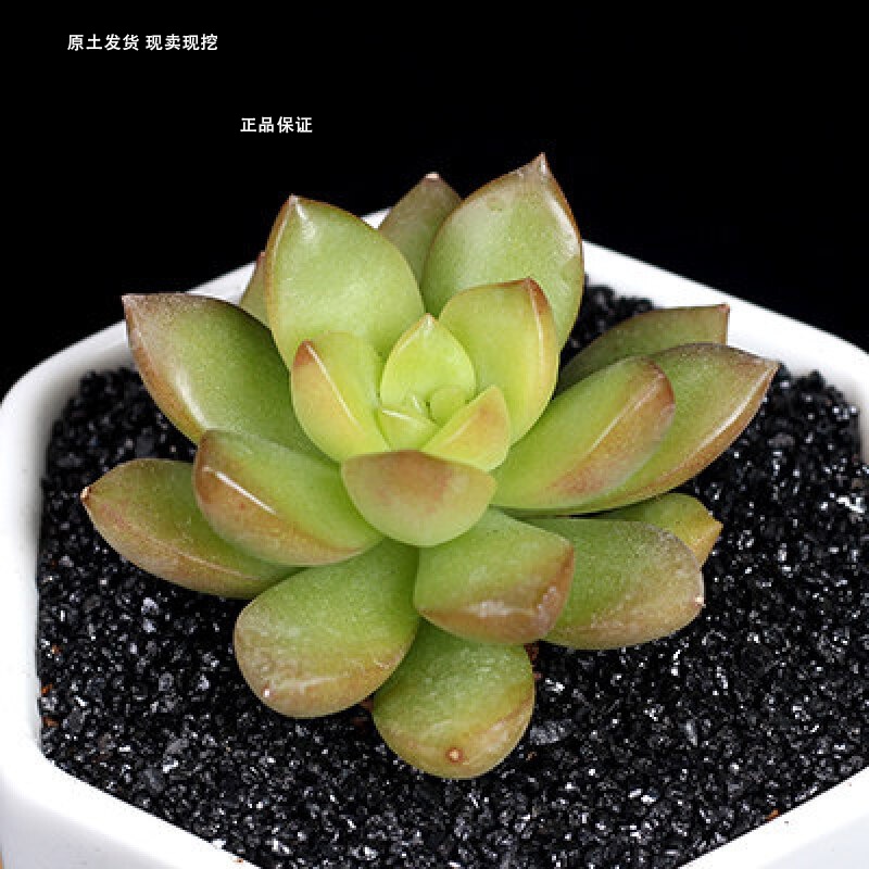 多肉植物含盆组合盆栽绿植花卉花盆办公室室内肉肉植物多肉 黄丽 土