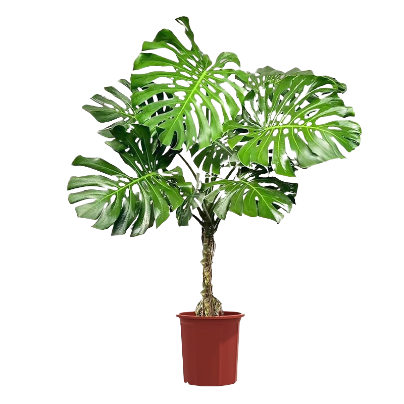 �����й걳�����Կ������ڰ칫�Ҵ�����ֲ�辰������������ȩԴͷֱ��