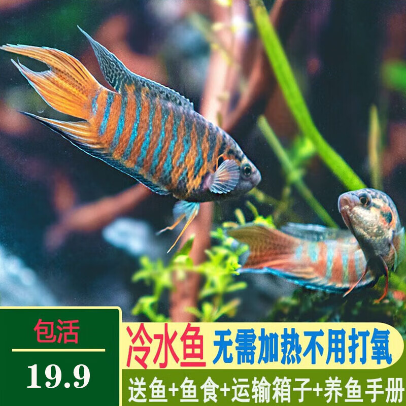 京东水族活体历史售价查询网站|水族活体价格历史