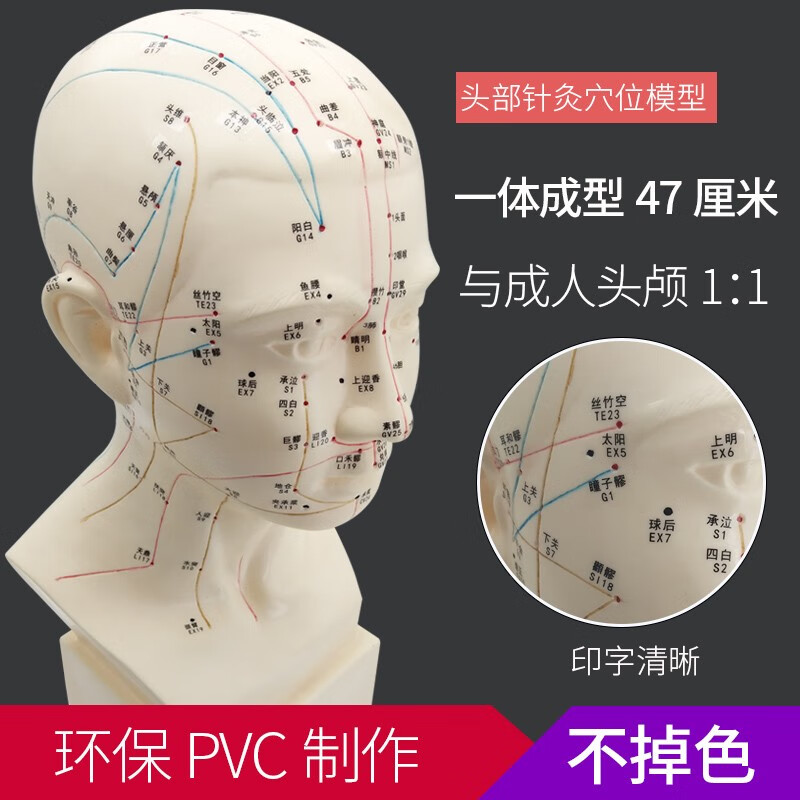 丰帆 高清头部穴位模型针灸刻字头模带穴位全脸面部假头腧穴人体按摩