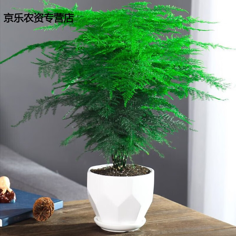 懿儱佩文竹盆栽植物室内办公室水培客厅懒人小绿植花卉大全盆景四季