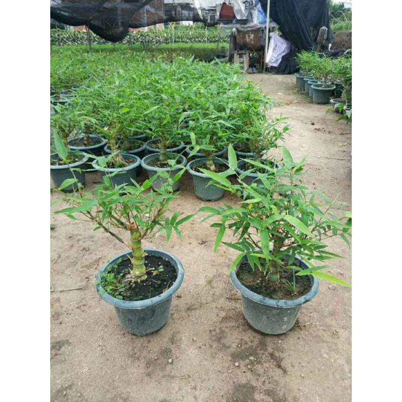 花姬佛肚竹 罗汉竹 盆景室内盆栽 凤尾竹米竹龙竹盆栽  观赏竹子竹苗