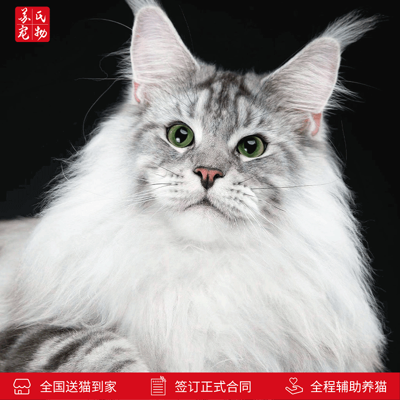 涴喵苏式纯种缅因猫幼猫血统猫咪活体挪威森林猫家养宠物猫巨型猫