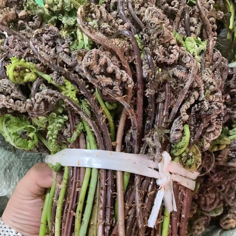 i猴子腿 东北猴腿菜 长白山山野菜 猴腿菜 蕨菜毛蕨菜 野生猴腿菜2斤