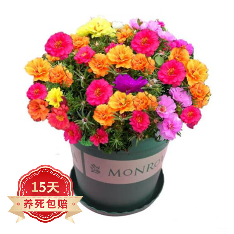 手机花草林木类价格波动网|花草林木类价格历史