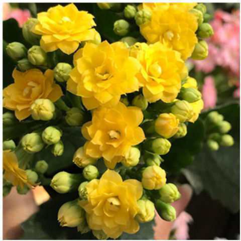 元井  带花苞发货长寿花盆栽巴黎大花重瓣四季开花观花植物室内 黄色