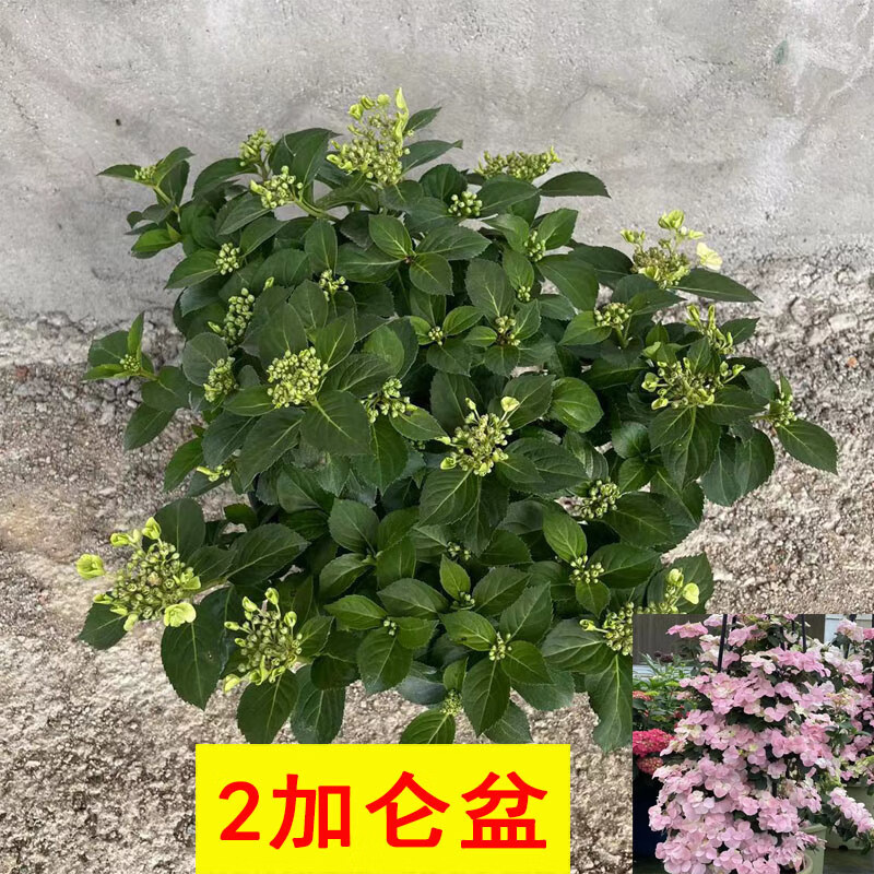 采缇粉色落跑新娘绣球花盆栽 植物阳台庭院花园八仙花易养耐寒观赏花