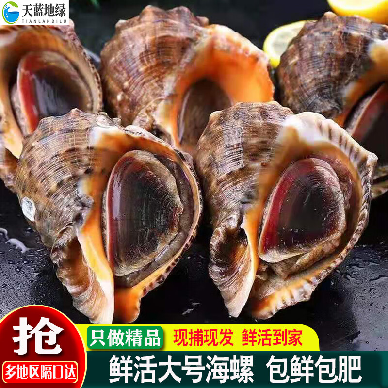 鹿凌青 【鮮活發(fā)貨】鮮活大海螺 大號海螺 響螺花螺生鮮 貝類海鮮水產(chǎn) 【鮮活海螺】 1500g 簡裝 (10個/斤)