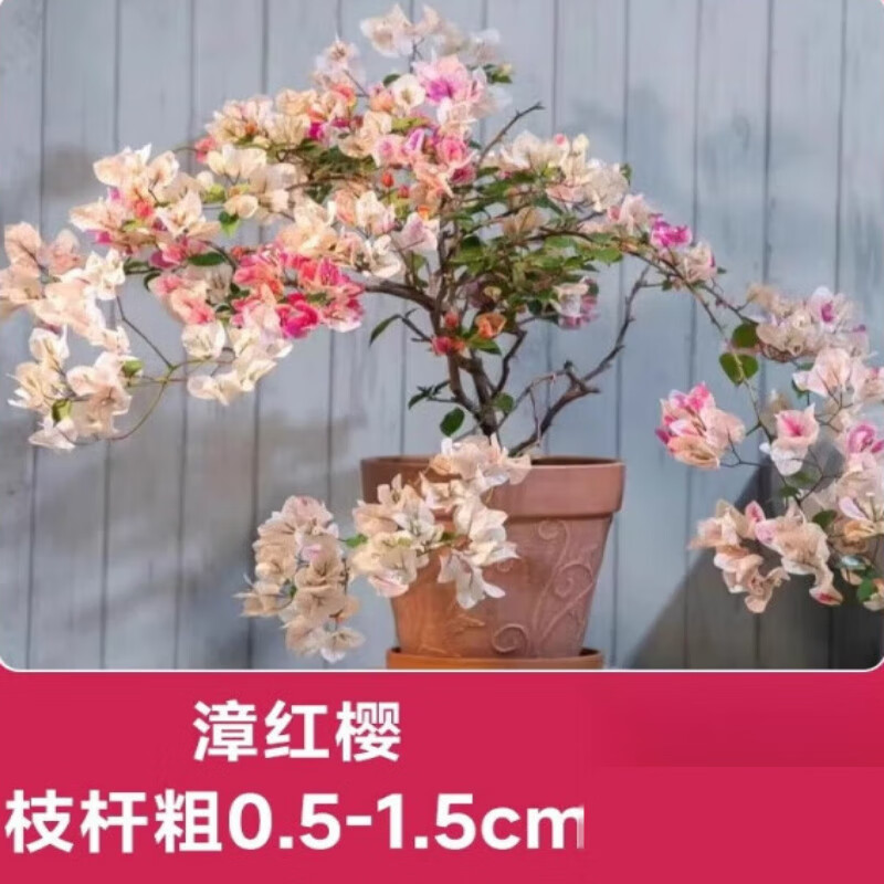 中夢(mèng)  三角梅苗盆栽花期帶花發(fā)貨適合秋冬季種精品漳紅綠櫻多季開(kāi)花卉 漳紅櫻大苗45-50cm左右