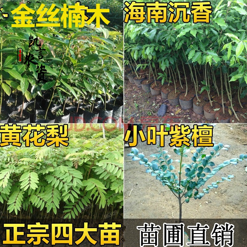 【农友推荐】可狄(kedi)金丝楠木苗树苗 海南沉香奇楠沉香 油梨树苗