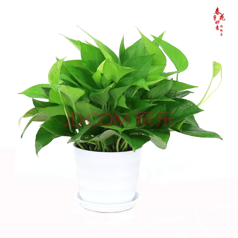 春花妙意绿萝吊兰植物室内 办公室客厅阳台绿植盆栽 绿萝盆栽 绿萝