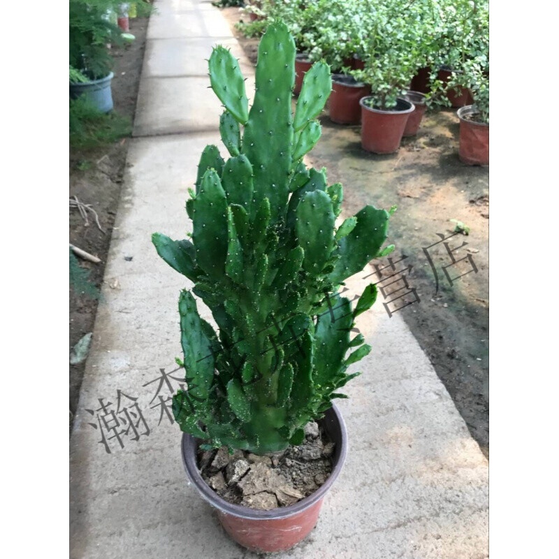 盆栽仙人掌  室内阳台绿植花卉仙人掌类千佛手多肉植物千手观音盆栽