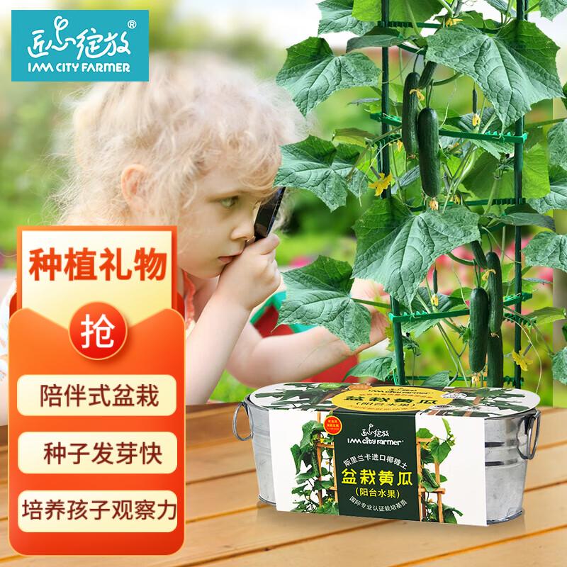 diy趣味盆栽植物种植儿童玩具男孩女孩生日礼物小学生种植 黄瓜 盆栽