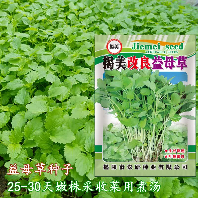 揭美 改良食用益母草种子 中草药益母草籽25天可采收阳台盆栽四季耐热